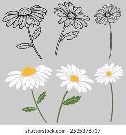 Daisy esboço esboço. Daisy Flower linha arte. mão desenhado margarida flor isolada no fundo branco. ilustração vetorial. 
ilustração daisy. Bonito mão desenhando flor planta. 
