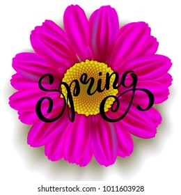 Daisy Pink Flower and Spring Hand Lettering isolated on white. Vector illustration 