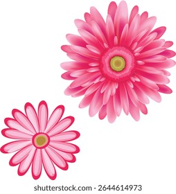 daisy pink valentine romance love realistic gerber flower petals floral blossom bloom rose wedding spa illustration vector pink isolated bouquet decor botanical cut-out