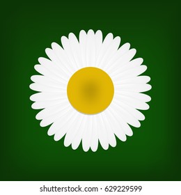 daisy realistic illustration vector