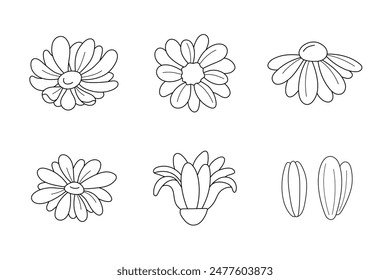 Daisy set in doodle style, vector illustration. Isolated elements on a white background. Chamomile collection for print and design