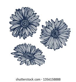 Daisy set ,hand drawing ,vector illustration isolated on white background