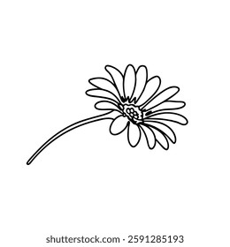 Daisy, single flower Hand drawn line art flat vector illustration.