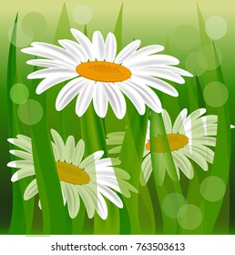 Daisy summer grass background