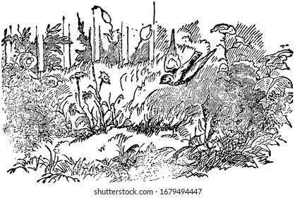 The Daisy, this scene shows one flying bird and flowers and bushes around bird, vintage line drawing or engraving illustration