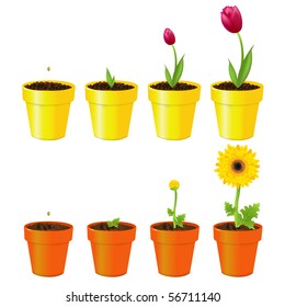 Daisy And Tulip In Pots, Process Of Growth, Isolated On White