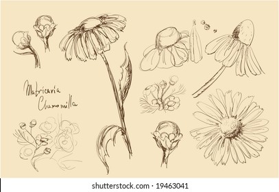 Daisy. Vector.