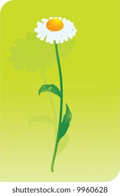 Daisy. Vetor.