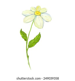 daisy Vector illustration  hand drawn  painted watercolor 