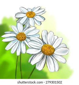 daisy vector illustration  hand drawn  painted watercolor 