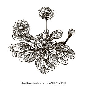Daisy. Vector images of medicinal plants. Detailed botanical illustration for your design. Spring flowers. Vector images of medicinal plants.