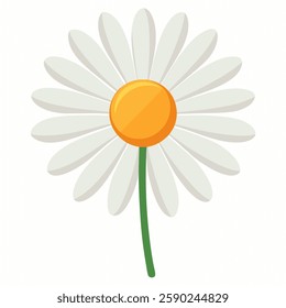 daisy vector on white background