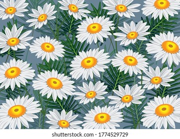Daisy vector pattern. Beautiful flowers background