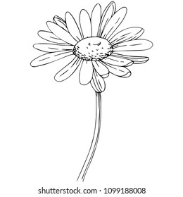 Daisy im Vektorstil einzeln. Vollständiger Name der Pflanze: Gänseblümchen, Kamille. Vektor-Olivenbaum für Hintergrund, Textur, Wrapper-Muster, Rahmen oder Rahmen.