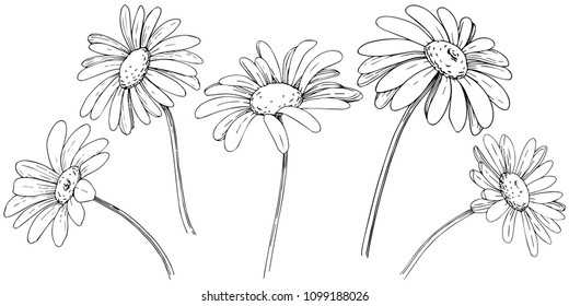 Daisy in a vector style isolated. Full name of the plant: daisy, chamomile. Vector olive tree for background, texture, wrapper pattern, frame or border.