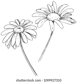 Daisy in a vector style isolated. Full name of the plant: daisy, chamomile. Vector olive tree for background, texture, wrapper pattern, frame or border.