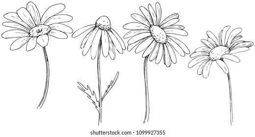 Poppies Line Drawn On White Background Stock Vector (Royalty Free ...