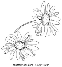 Daisy in a vector style isolated. Full name of the plant: daisy. Vector olive tree for background, texture, wrapper pattern, frame or border.