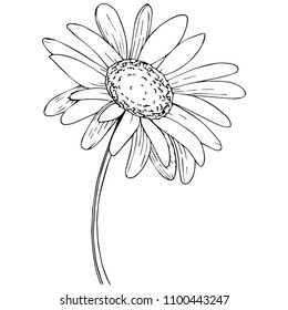 Daisy in a vector style isolated. Full name of the plant: daisy. Vector olive tree for background, texture, wrapper pattern, frame or border.