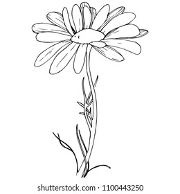 Daisy in a vector style isolated. Full name of the plant: daisy. Vector olive tree for background, texture, wrapper pattern, frame or border.
