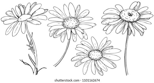 Daisy in a vector style isolated. Full name of the plant: daisy. Vector olive tree for background, texture, wrapper pattern, frame or border.