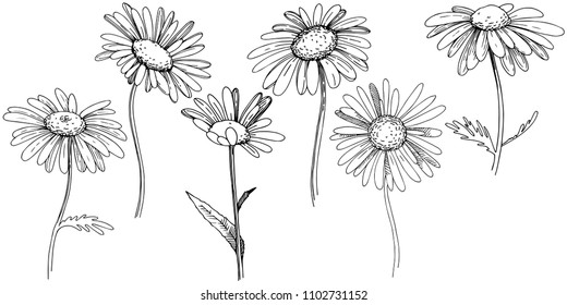 Daisy in a vector style isolated. Full name of the plant: Daisy. Vector flower for background, texture, wrapper pattern, frame or border.