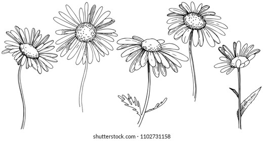 Chamomile Hand Drawn Flowers Background Isolated Stock Illustration ...