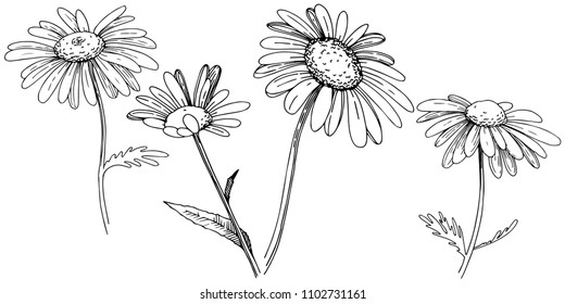 Daisy in a vector style isolated. Full name of the plant: Daisy. Vector flower for background, texture, wrapper pattern, frame or border.