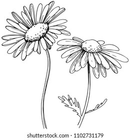 Chamomile Hand Drawn Flowers Background Isolated Stock Illustration ...