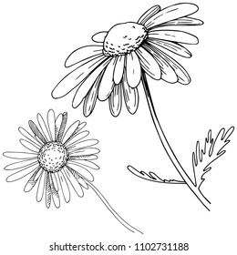 Daisy in a vector style isolated. Full name of the plant: Daisy. Vector flower for background, texture, wrapper pattern, frame or border.