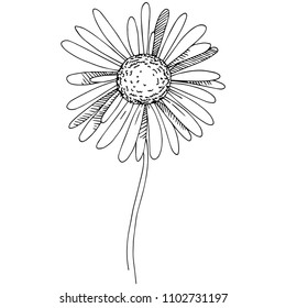 Daisy in a vector style isolated. Full name of the plant: Daisy. Vector flower for background, texture, wrapper pattern, frame or border.