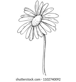 Daisy in a vector style isolated. Full name of the plant: daisy, chamomile. Vector flower for background, texture, wrapper pattern, frame or border.