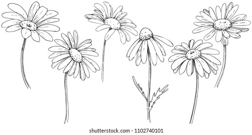 Daisy in a vector style isolated. Full name of the plant: daisy, chamomile. Vector flower for background, texture, wrapper pattern, frame or border.