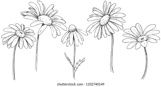 69,938 Daisy isolated Stock Vectors, Images & Vector Art | Shutterstock