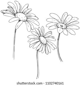 Daisy en un estilo vectorial aislado. Nombre completo de la planta: margarita, camomila. Flor vectorial para fondo, textura, patrón envolvente, marco o borde.