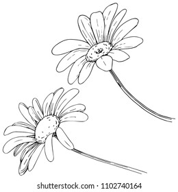 Daisy in a vector style isolated. Full name of the plant: daisy, chamomile. Vector flower for background, texture, wrapper pattern, frame or border.