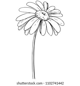 Daisy in a vector style isolated. Full name of the plant: daisy, chamomile. Vector flower for background, texture, wrapper pattern, frame or border.