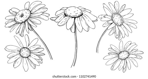 Line Drawing Daisy Flower Decoration Stock Vector (Royalty Free) 1901543953