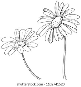 Daisy en un estilo vectorial aislado. Nombre completo de la planta: margarita, camomila. Flor vectorial para fondo, textura, patrón envolvente, marco o borde.