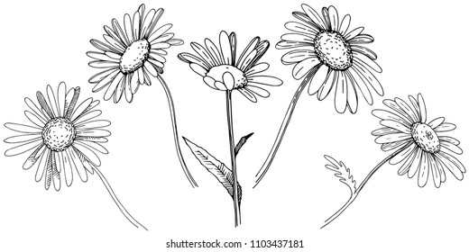 Daisy in a vector style isolated. Full name of the plant: Daisy. Vector flower for background, texture, wrapper pattern, frame or border.