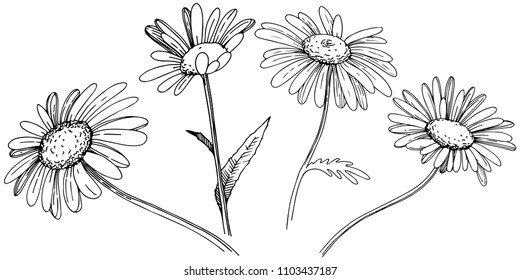 Daisy in a vector style isolated. Full name of the plant: Daisy. Vector flower for background, texture, wrapper pattern, frame or border.