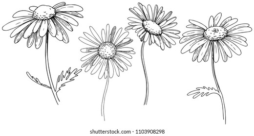 Daisy in a vector style isolated. Full name of the plant: Daisy. Vector flower for background, texture, wrapper pattern, frame or border.