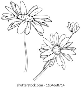 Daisy in a vector style isolated. Full name of the plant: Daisy. Vector flower for background, texture, wrapper pattern, frame or border.