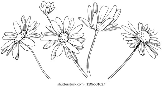 Daisy in a vector style isolated. Full name of the plant: Daisy. Vector flower for background, texture, wrapper pattern, frame or border.