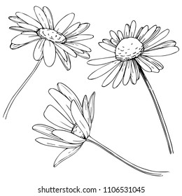 Daisy in a vector style isolated. Full name of the plant: Daisy. Vector flower for background, texture, wrapper pattern, frame or border.