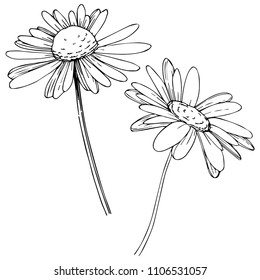 Daisy in a vector style isolated. Full name of the plant: Daisy. Vector flower for background, texture, wrapper pattern, frame or border.