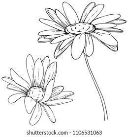 Daisy in a vector style isolated. Full name of the plant: Daisy. Vector flower for background, texture, wrapper pattern, frame or border.