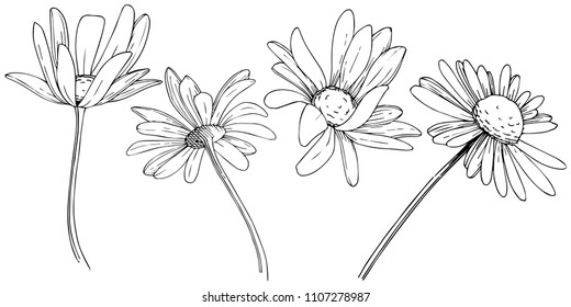 Daisy in a vector style isolated. Full name of the plant: Daisy. Vector flower for background, texture, wrapper pattern, frame or border.