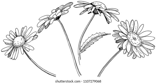 Daisy in a vector style isolated. Full name of the plant: Daisy. Vector flower for background, texture, wrapper pattern, frame or border.