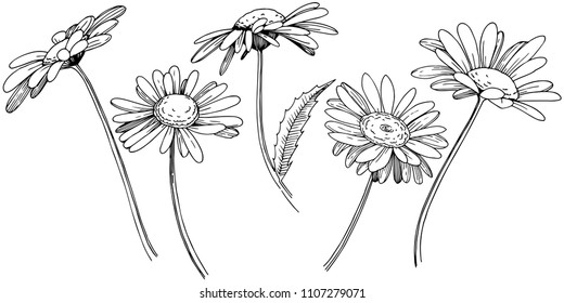 Daisy in a vector style isolated. Full name of the plant: Daisy. Vector flower for background, texture, wrapper pattern, frame or border.